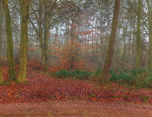 Log Cabin in the Wood Louth