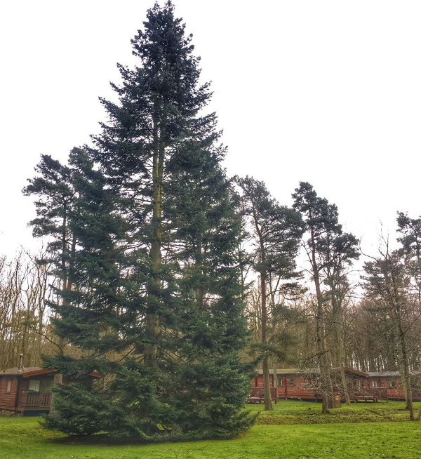 Winter Wonderland Kenwick Park